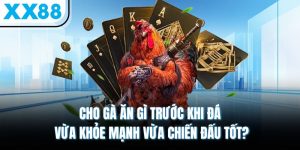 Cho Gà Ăn Gì Trước Khi Đá Vừa Khỏe Mạnh Vừa Chiến Đấu Tốt?
