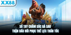 Sổ Tay Chăm Sóc Gà Sau Trận Đấu Hồi Phục Thể Lực Thần Tốc