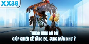 Thuốc Nuôi Gà Đá Giúp Chiến Kê Tăng Bo, Sung Mãn Như Ý